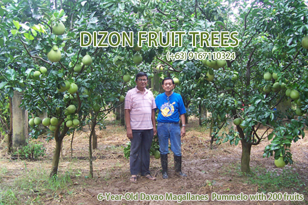 Dizon Obstbäume Philippinen