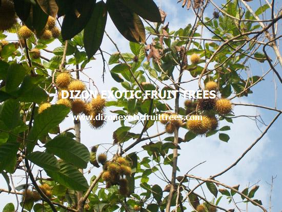 Emplacement des arbres fruitiers exotiques de Dizon